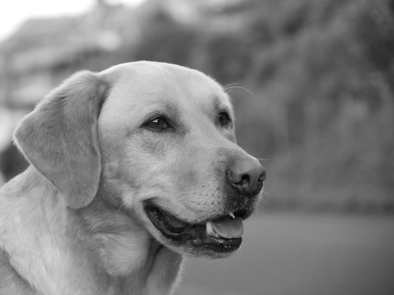 Panasonic DMC-G70 sample photo. Dog, snout, black and photography