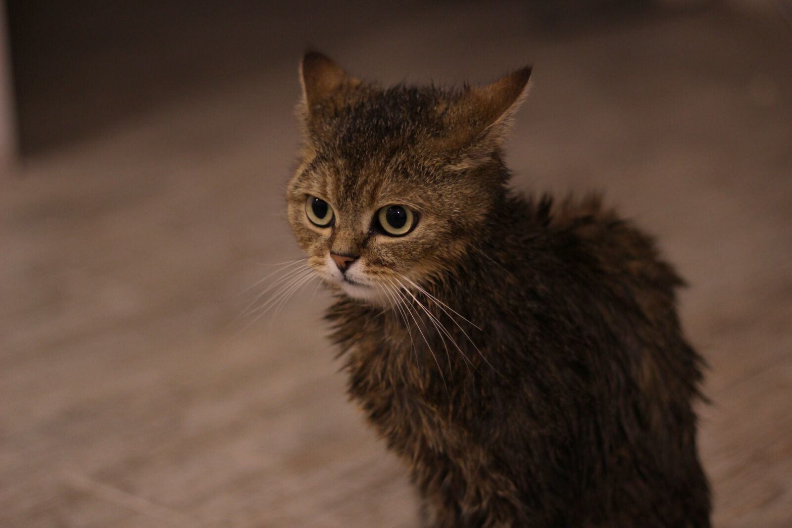 Canon EOS 100D (EOS Rebel SL1 / EOS Kiss X7) sample photo. Wet, cat, i love photography