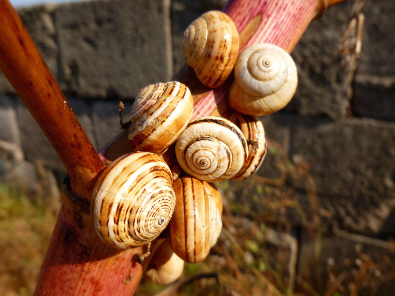 Panasonic DMC-FS37 sample photo. Snail shells, snails, close photography