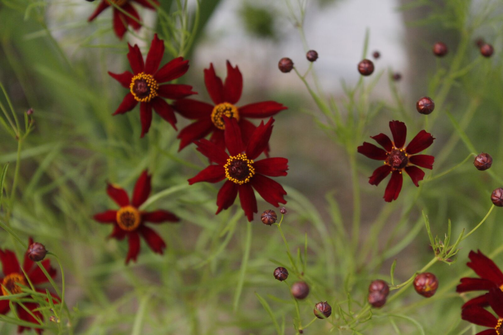 Canon EOS 600D (Rebel EOS T3i / EOS Kiss X5) sample photo. Red flowers, flowers, autumn photography