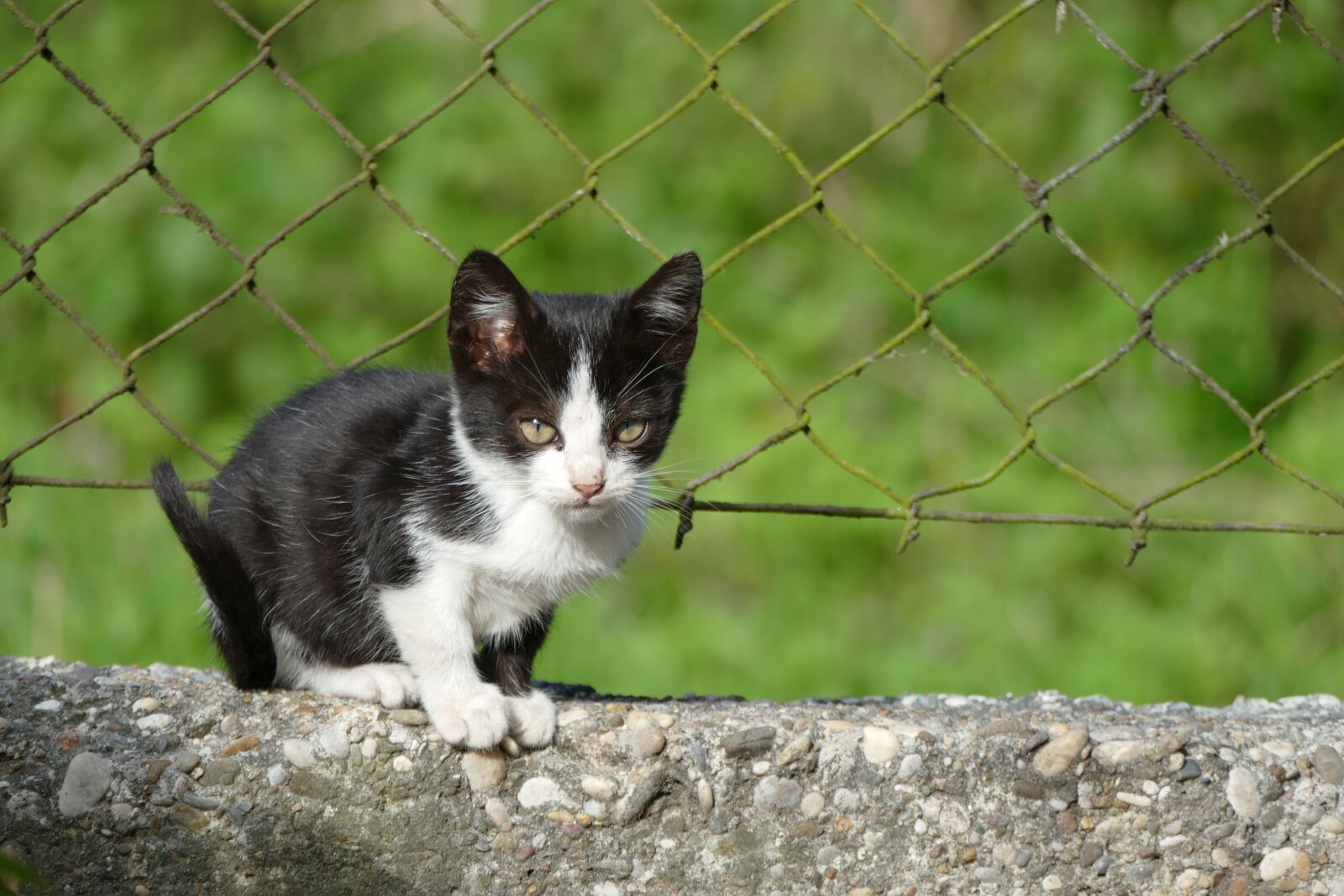 Panasonic Lumix DMC-FZ1000 sample photo. Cat, kitten, fence photography