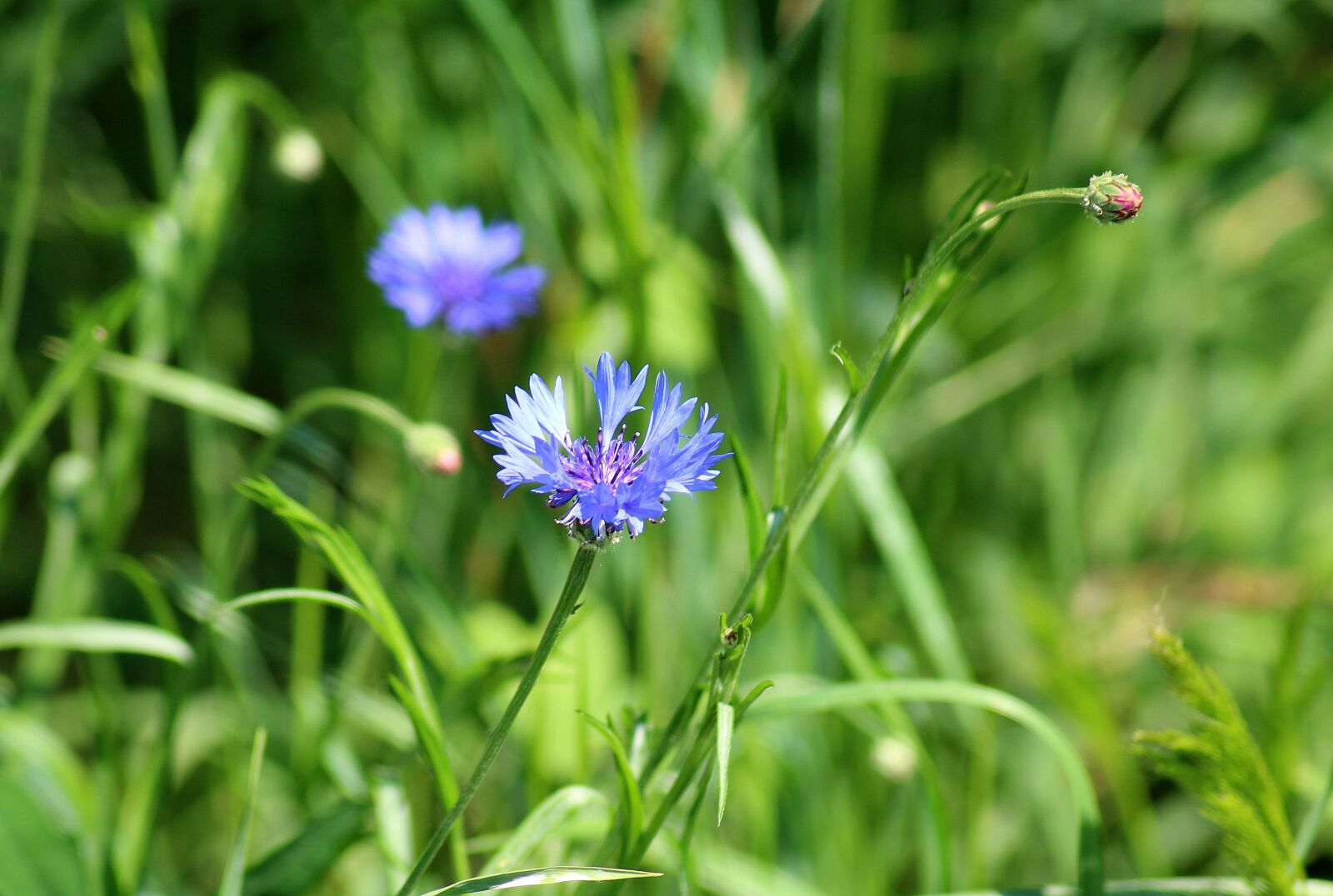 Canon EOS 1200D (EOS Rebel T5 / EOS Kiss X70 / EOS Hi) sample photo. Cornflower, wildflowers, vegetation photography