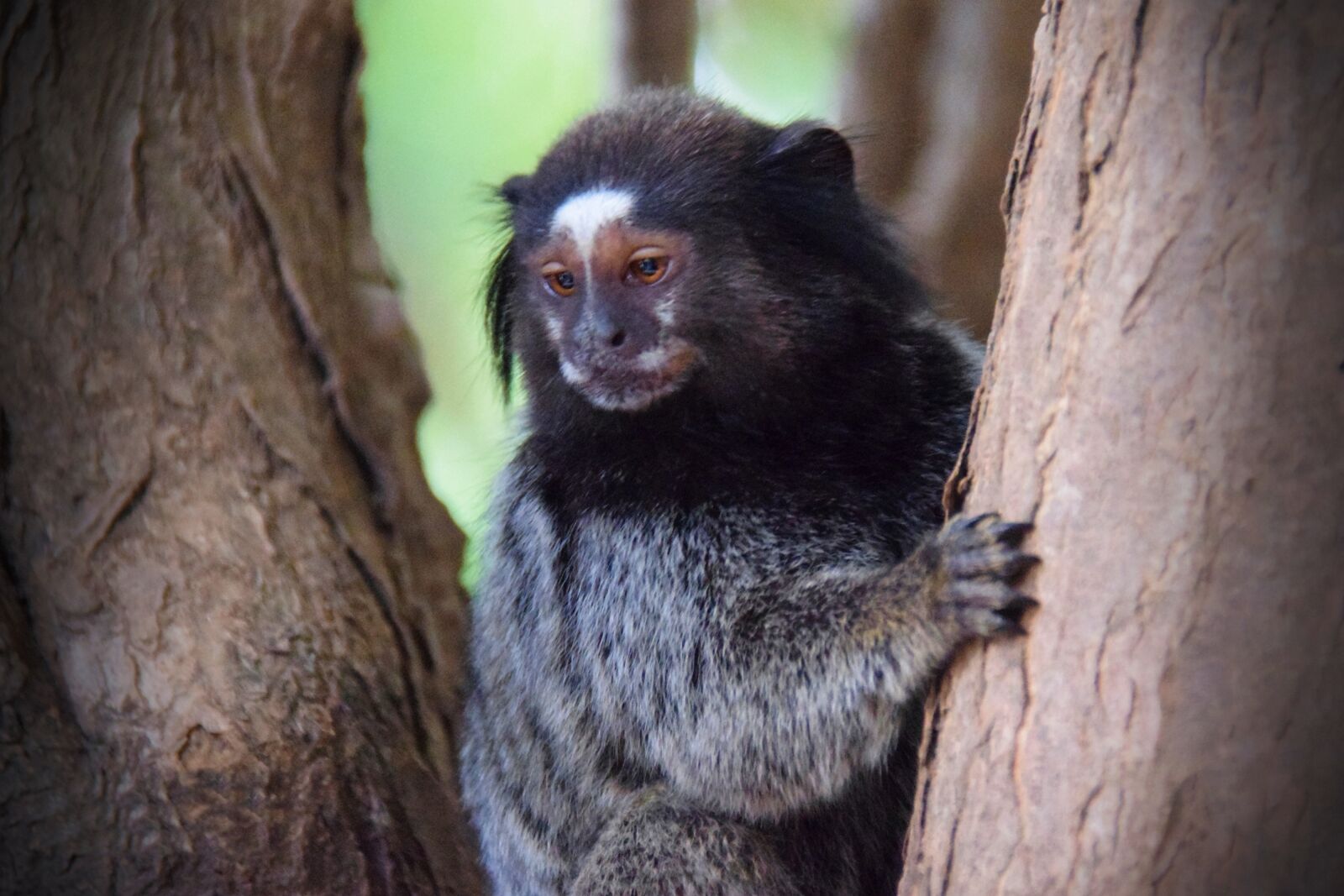 Nikon D5300 sample photo. Monkey, the mico-le o photography