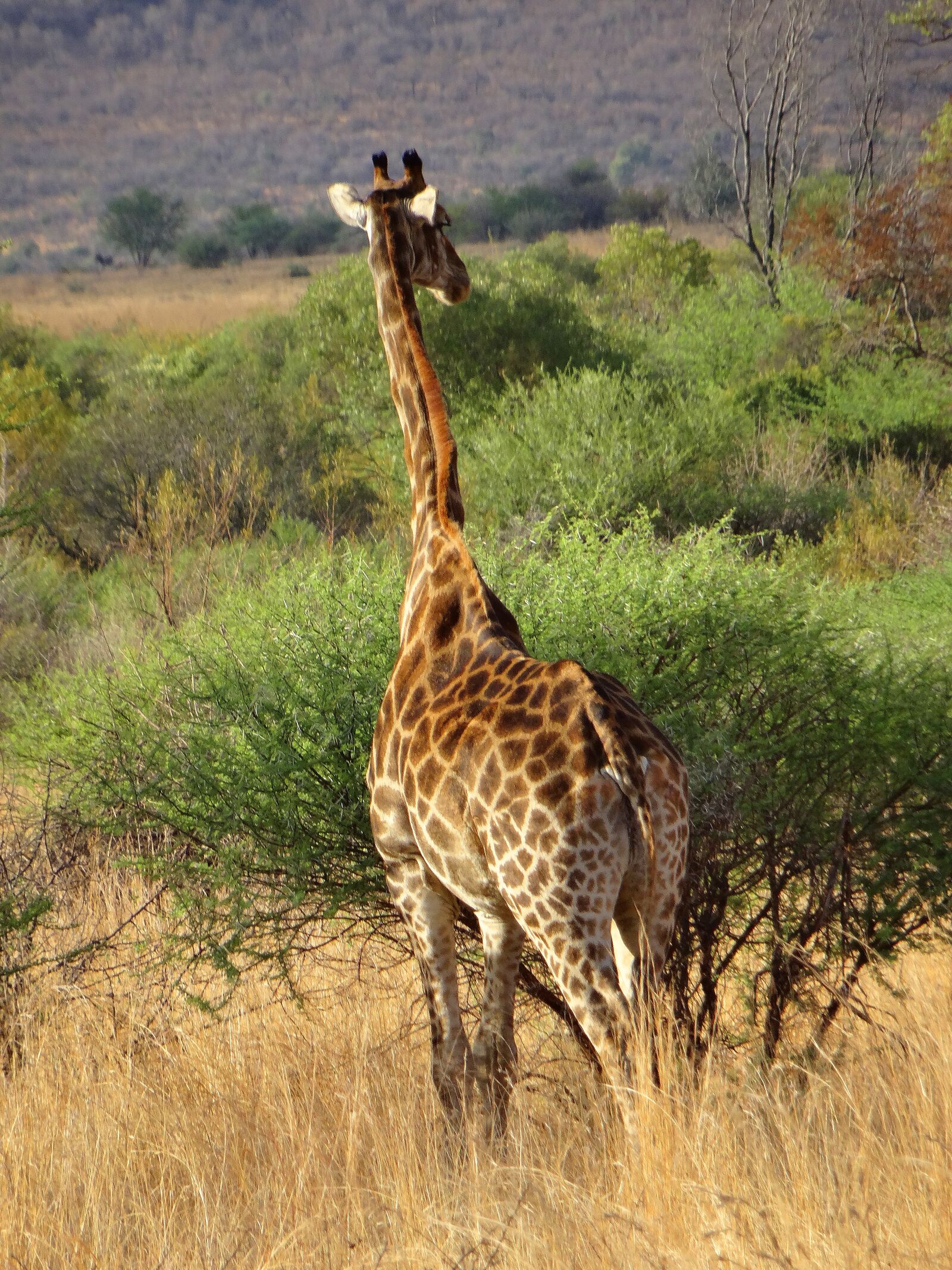 Sony DSC-HX50 sample photo. Giraffe, animals, africa photography