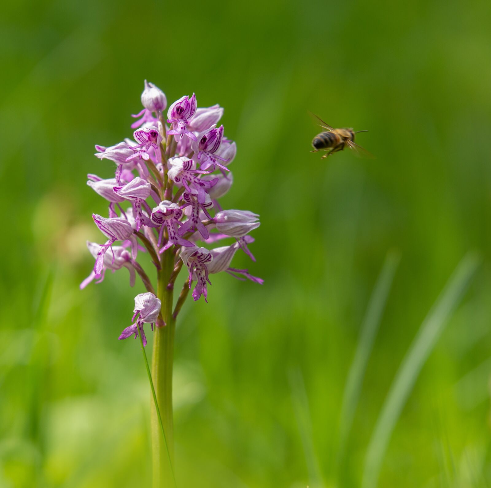 Tamron SP 70-200mm F2.8 Di VC USD sample photo. Orchid, plant, nature photography