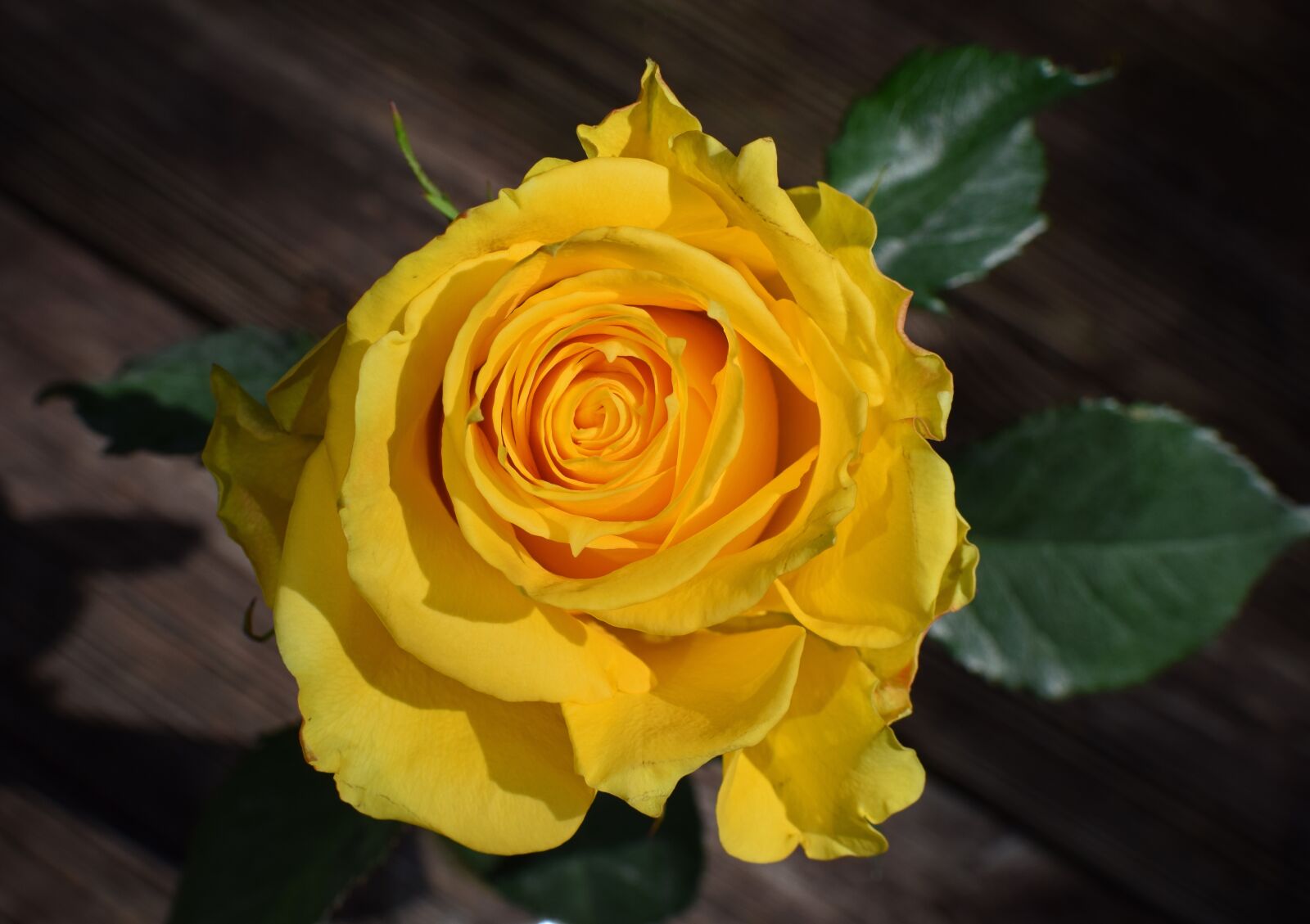 Nikon D3300 sample photo. Yellow-orange rose, rose, flower photography