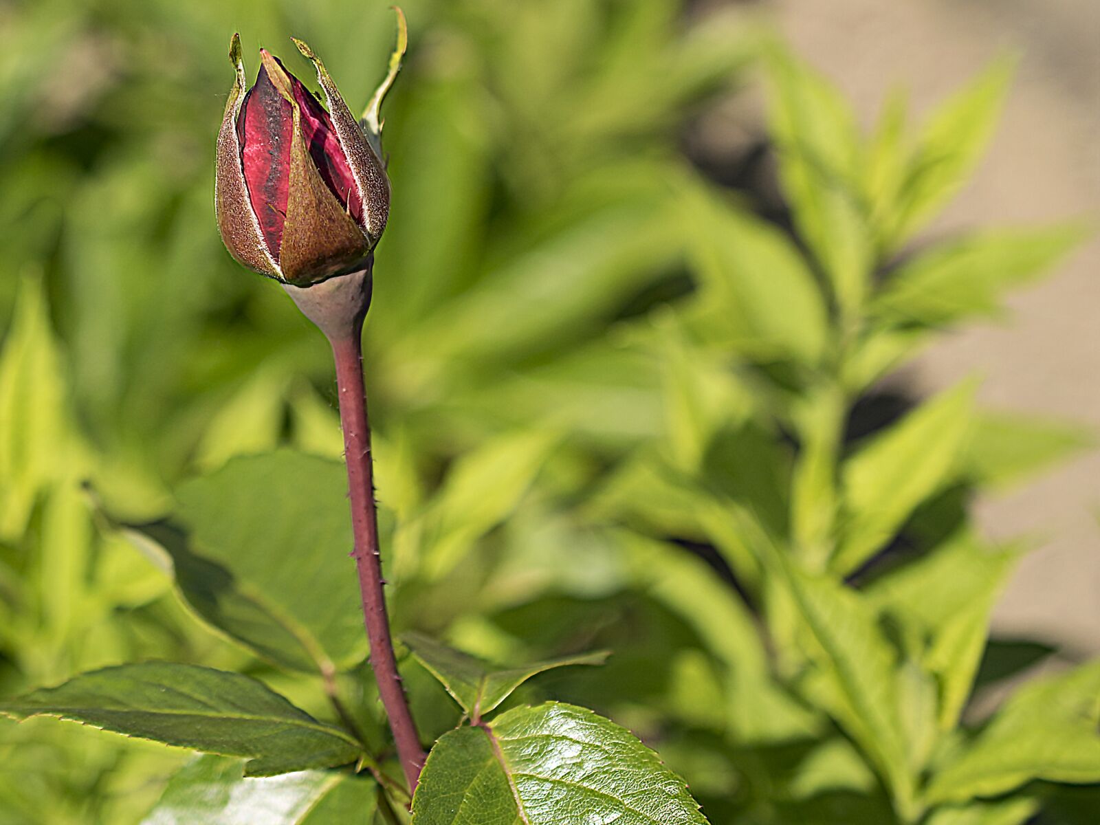 Nikon D3300 sample photo. Rose, flower, blossom photography