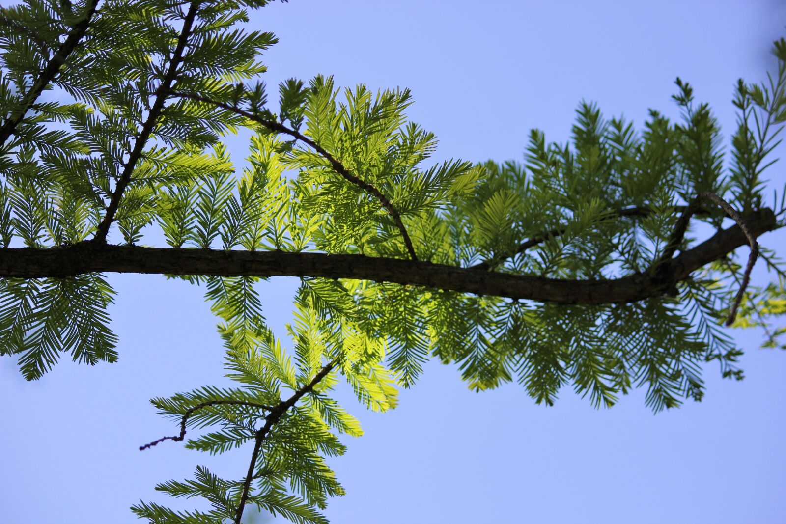 Canon EOS 550D (EOS Rebel T2i / EOS Kiss X4) sample photo. Branches, green, leaves photography