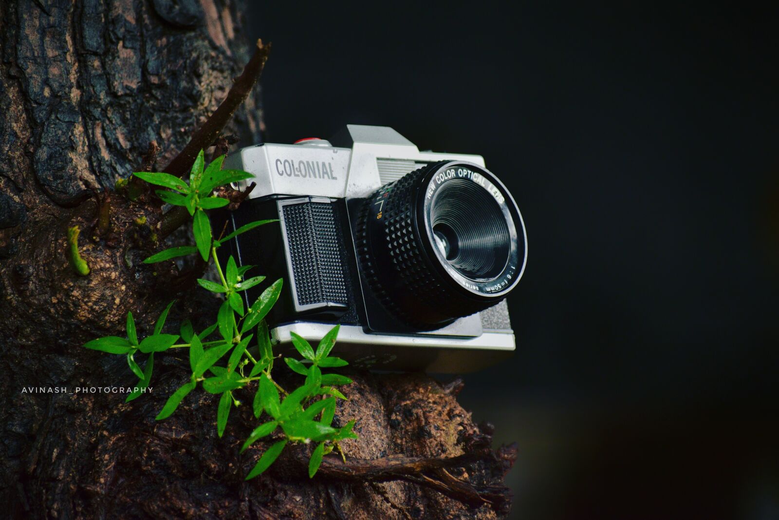 Nikon D5300 sample photo. Vintage cameras, tree, camera photography