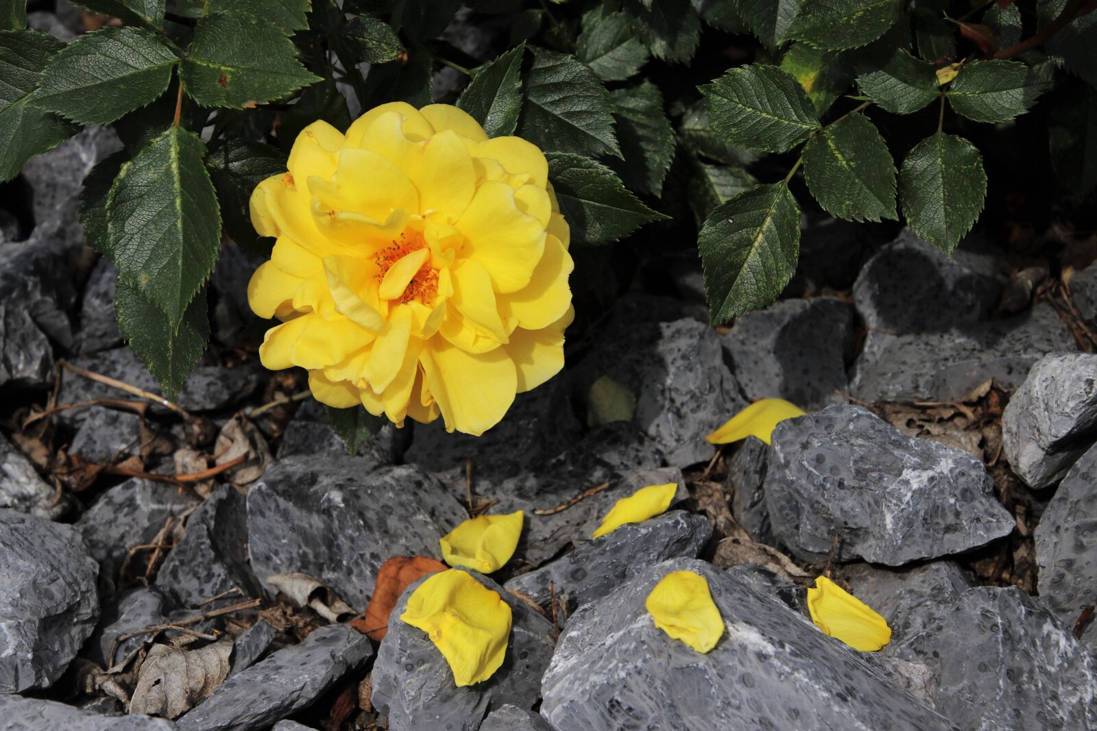 Canon EOS 80D sample photo. Rose, yellow, blossoming photography
