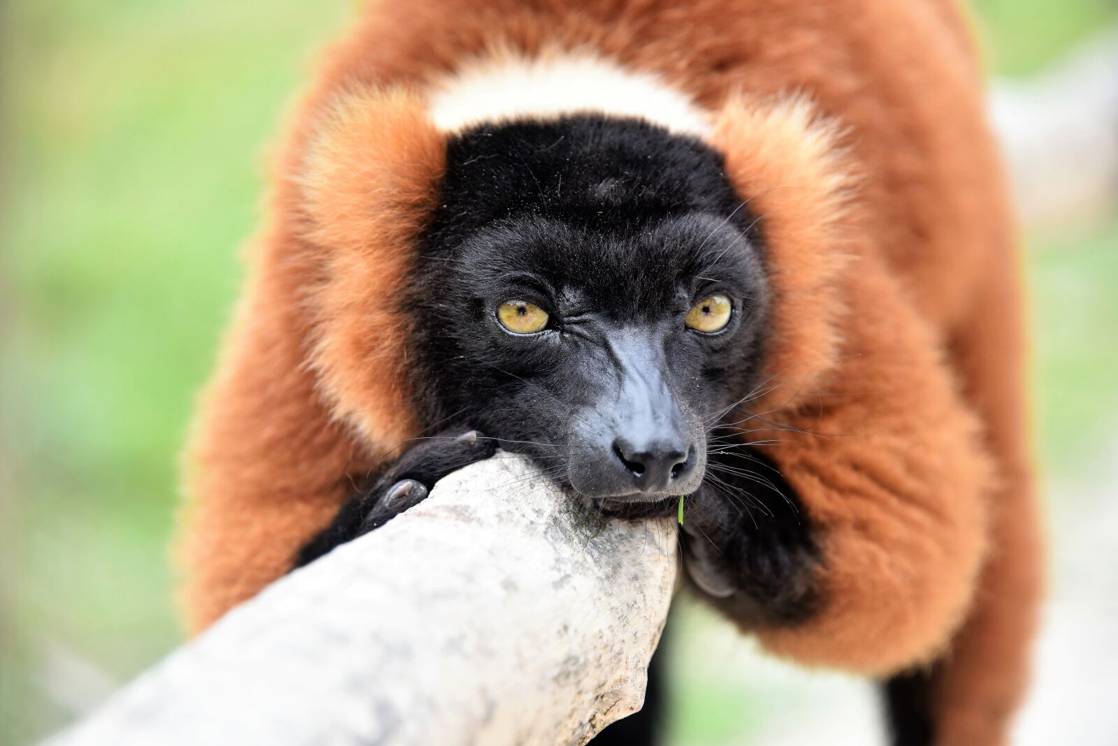 Nikon D810 sample photo. Lemur husband roux, animal photography