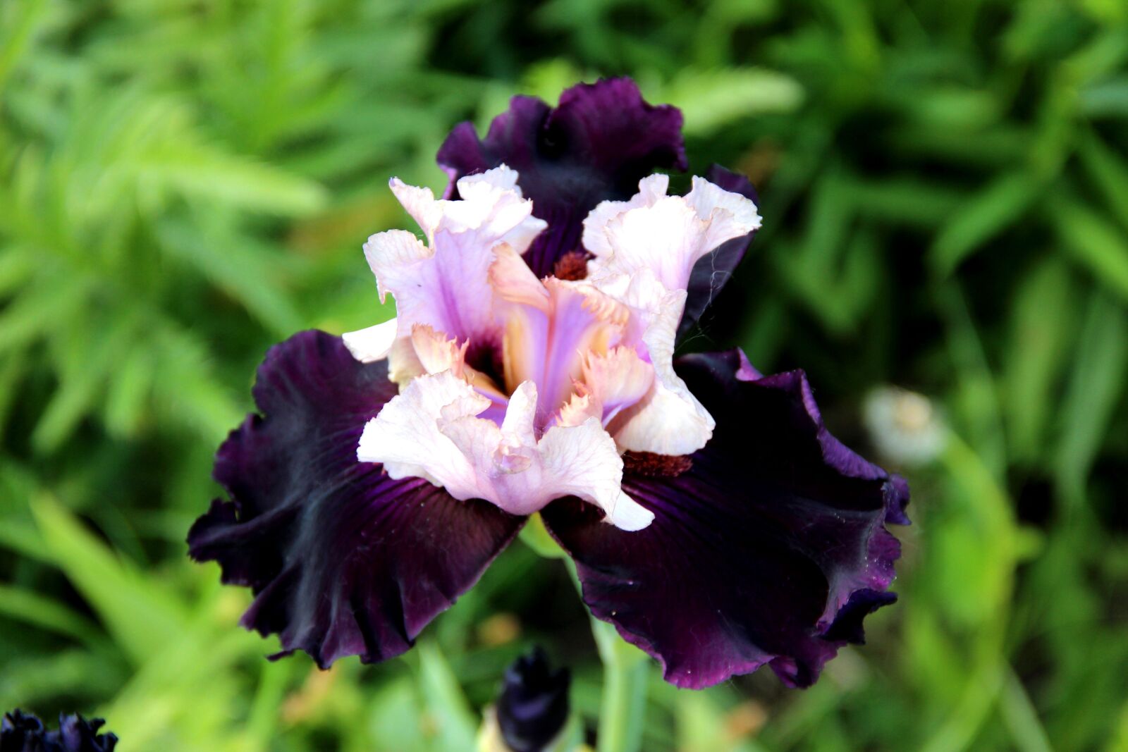 Canon EOS 600D (Rebel EOS T3i / EOS Kiss X5) sample photo. Iris, flower, botanica photography