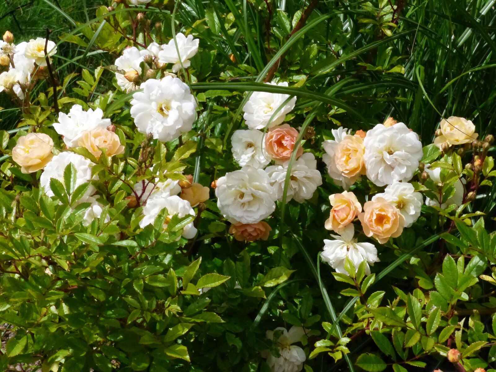 Panasonic Lumix DMC-FZ200 sample photo. Roses, colors, green photography