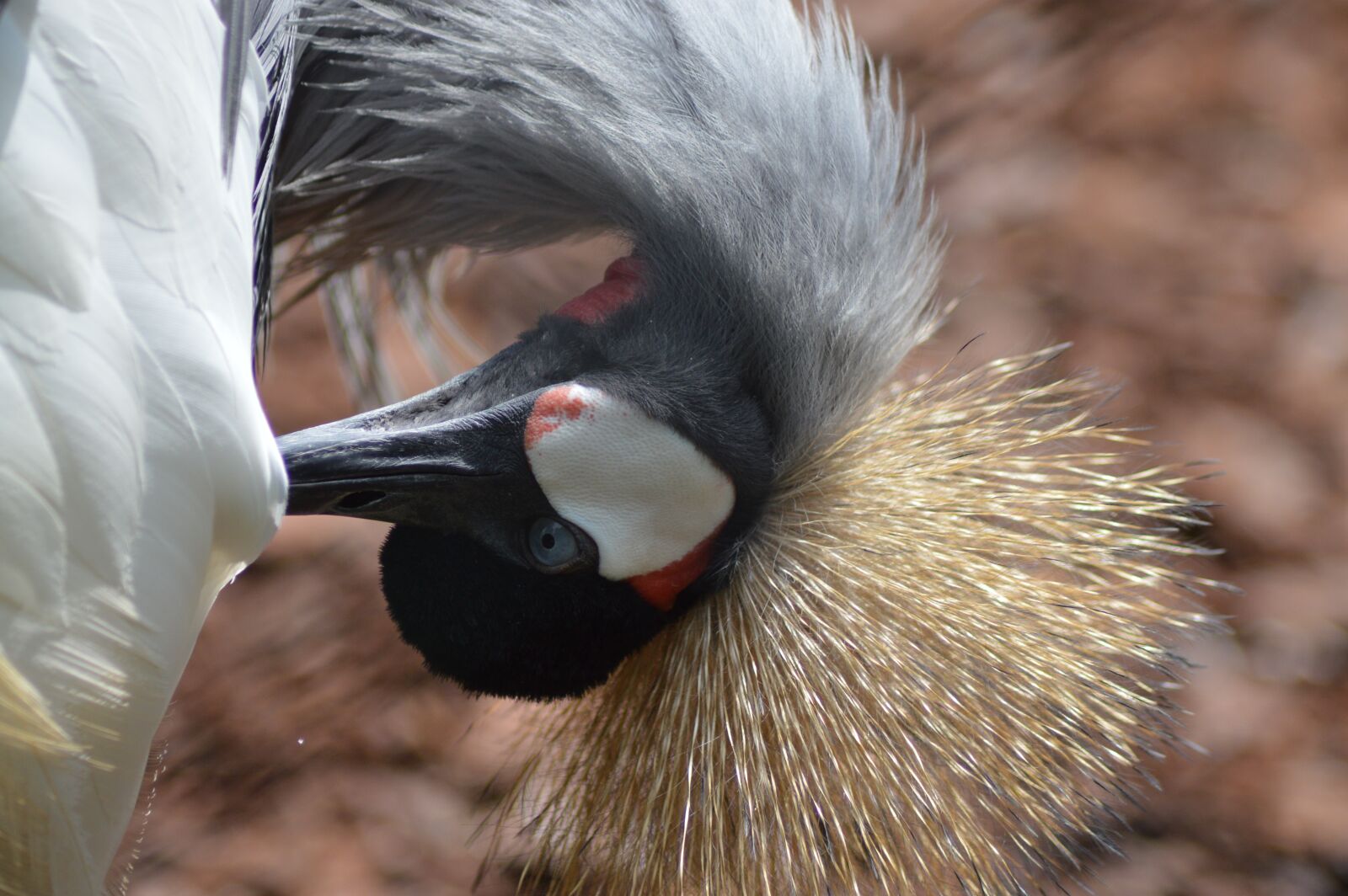 Nikon D3200 sample photo. Crane, bird, royal photography