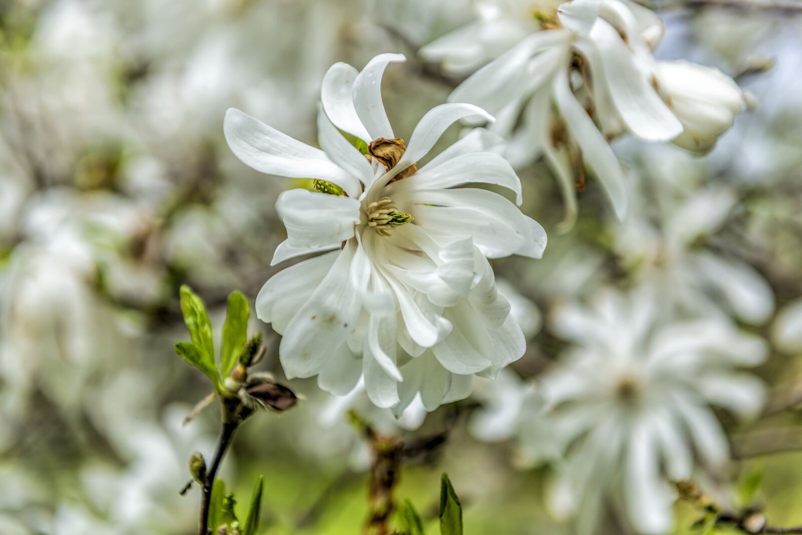 Nikon D610 sample photo. Magnolia, tre, flowers photography