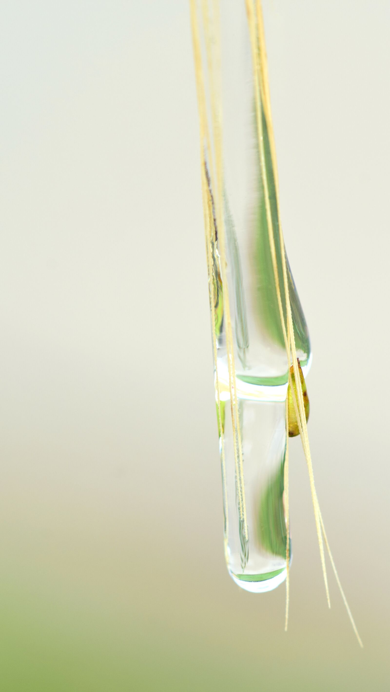 Nikon D3300 sample photo. Drip, any drip, green photography