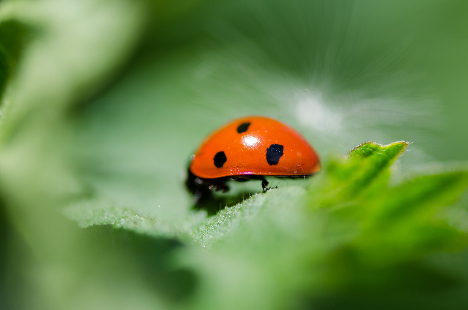 Nikon D5100 sample photo. Animal, animal, photography, blur photography