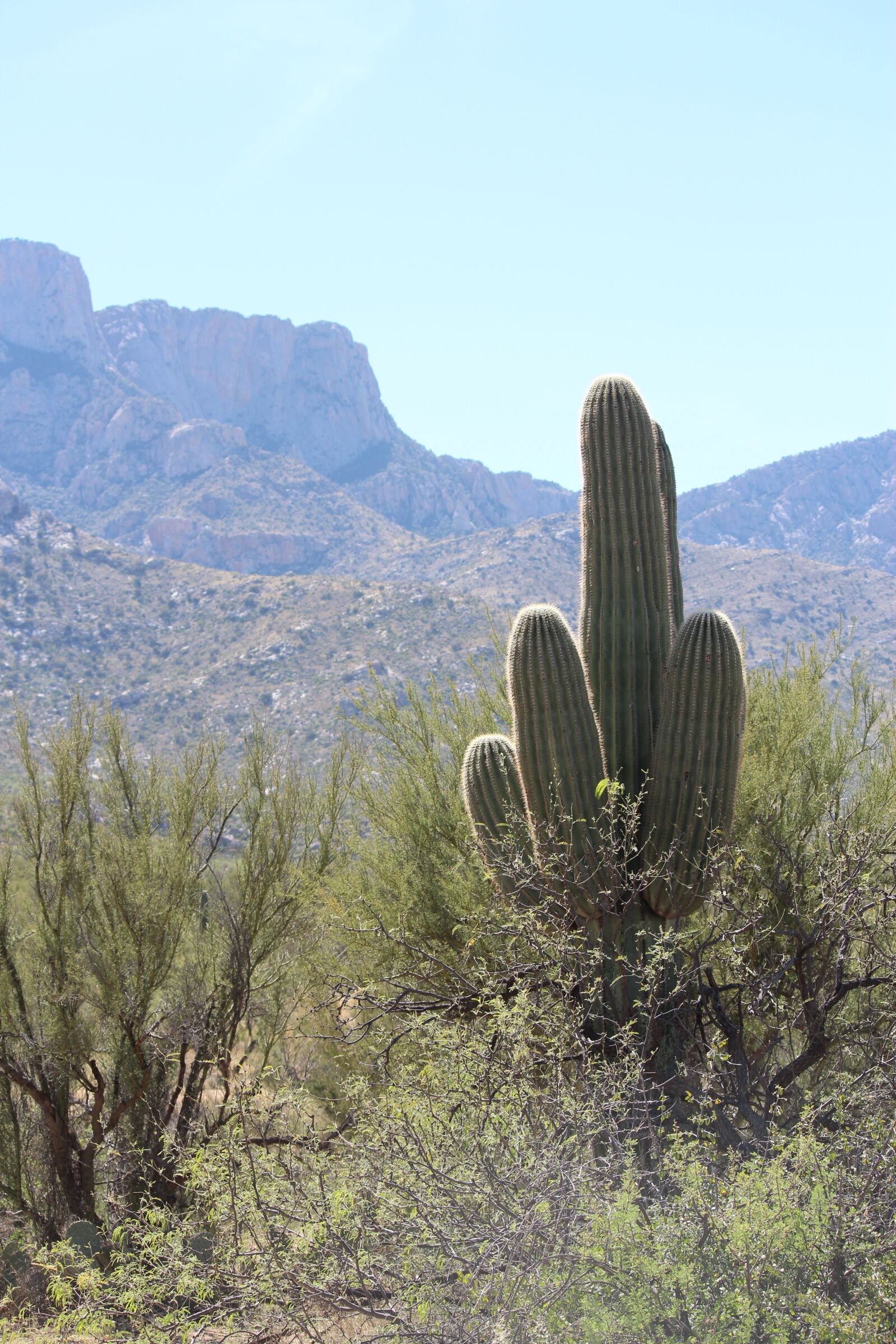 Canon EOS 600D (Rebel EOS T3i / EOS Kiss X5) sample photo. Saguaro, desert landscape, arizona photography