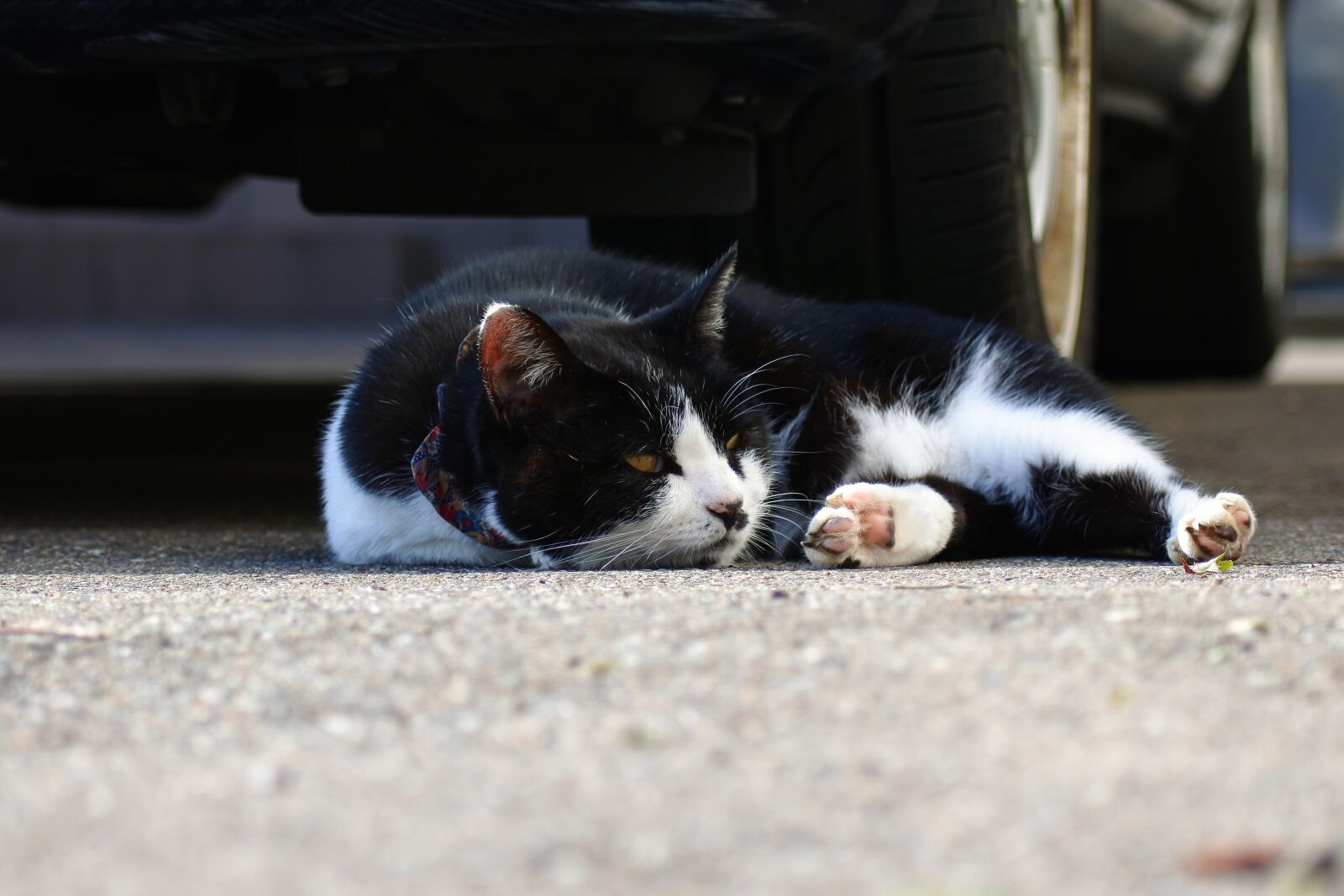 VR 70-300mm f/4.5-6.3G sample photo. Animal, pet, cat photography