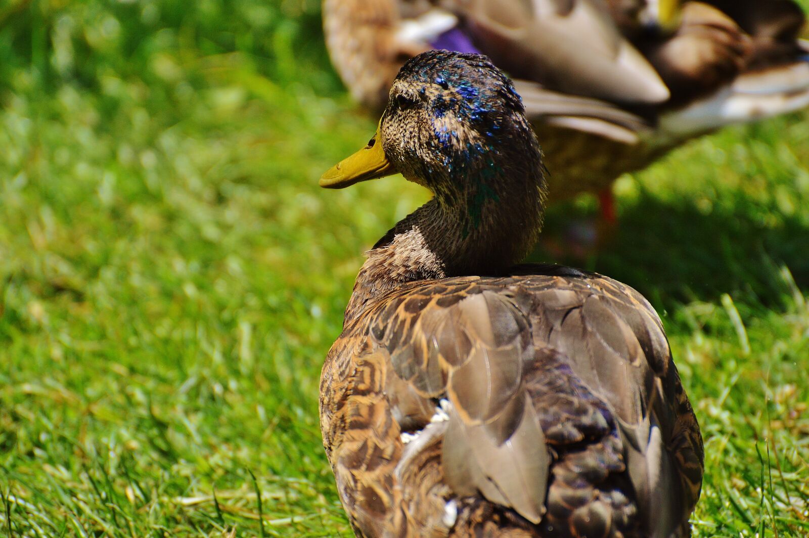 Nikon D3200 sample photo. Duck, water bird, poultry photography