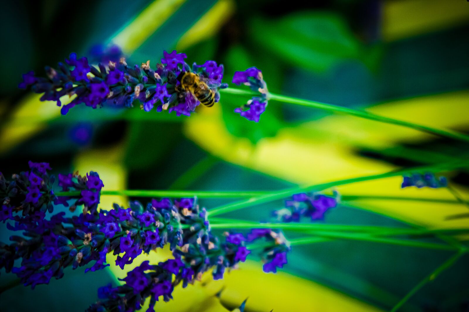 Sony Alpha NEX-3 sample photo. Lavender, flower, flowers photography