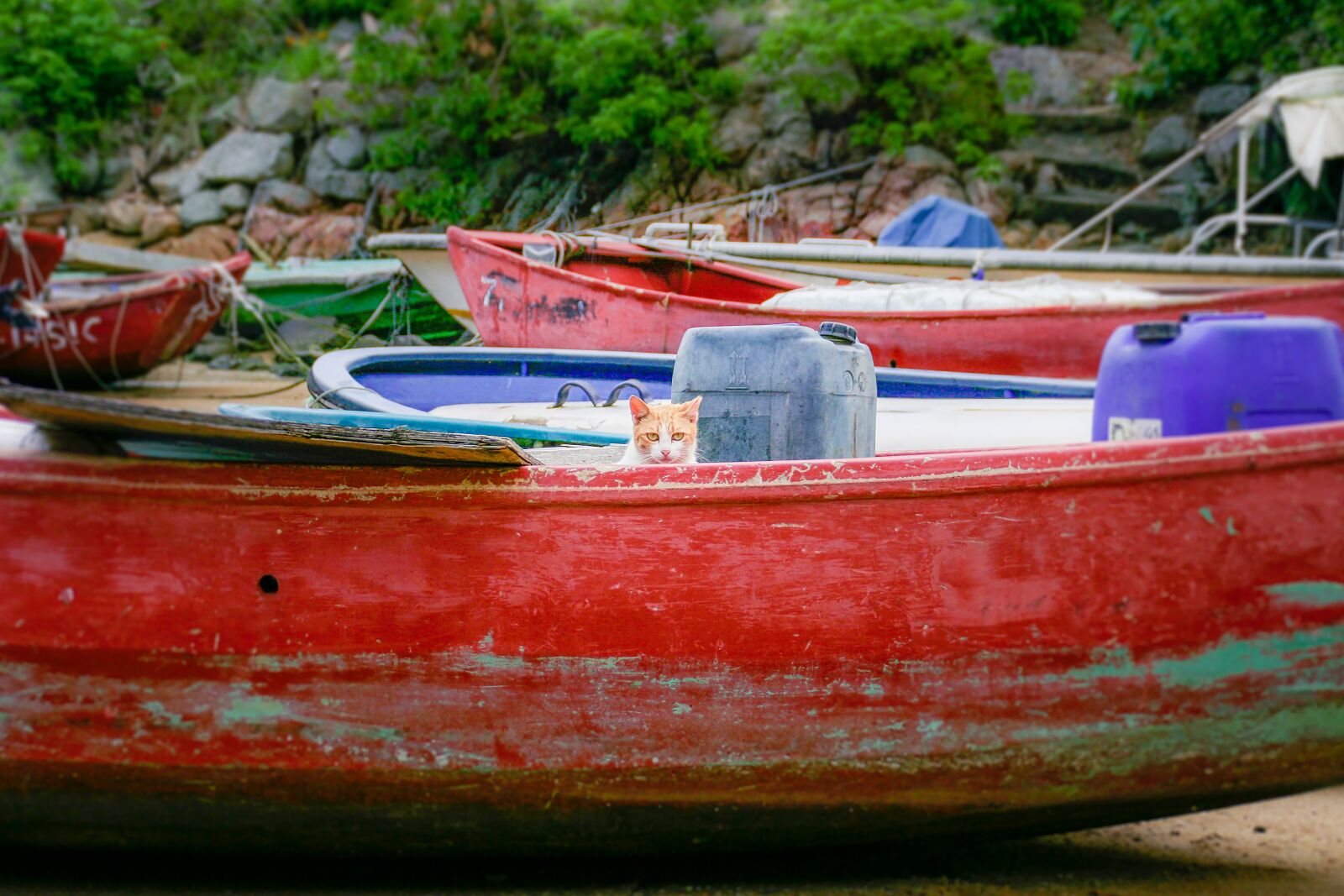 Canon EOS 350D (EOS Digital Rebel XT / EOS Kiss Digital N) sample photo. Cat, boat, red photography