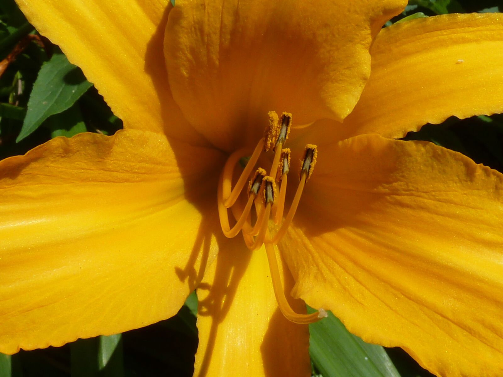 Leica V-Lux 20 sample photo. Day lily, flower, close-up photography