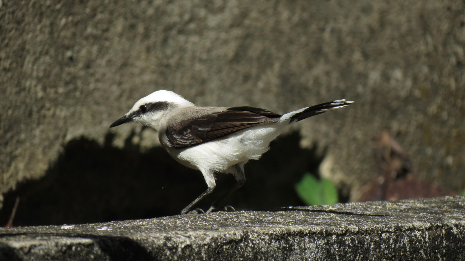Canon PowerShot SX40 HS sample photo. Simphatic bird photography