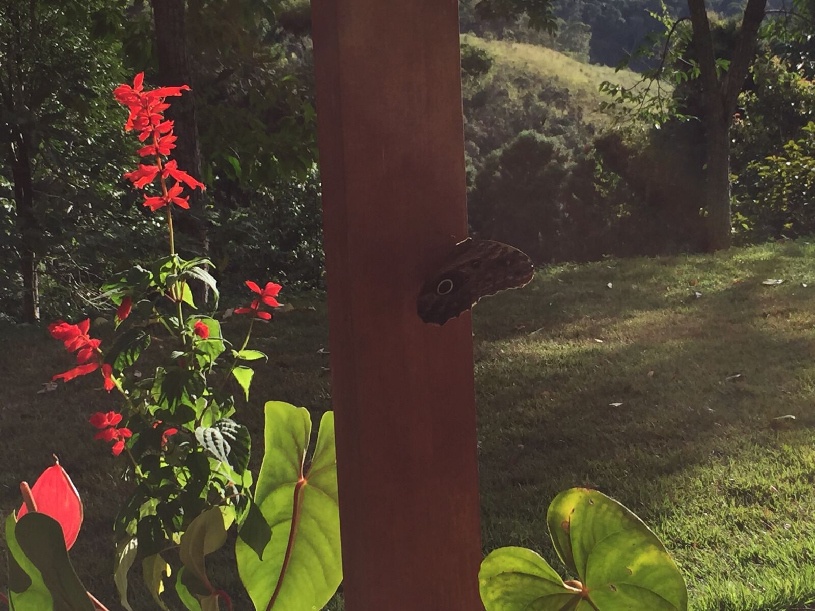 iPhone 6 back camera 4.15mm f/2.2 sample photo. Plants, butterfly, flowers photography