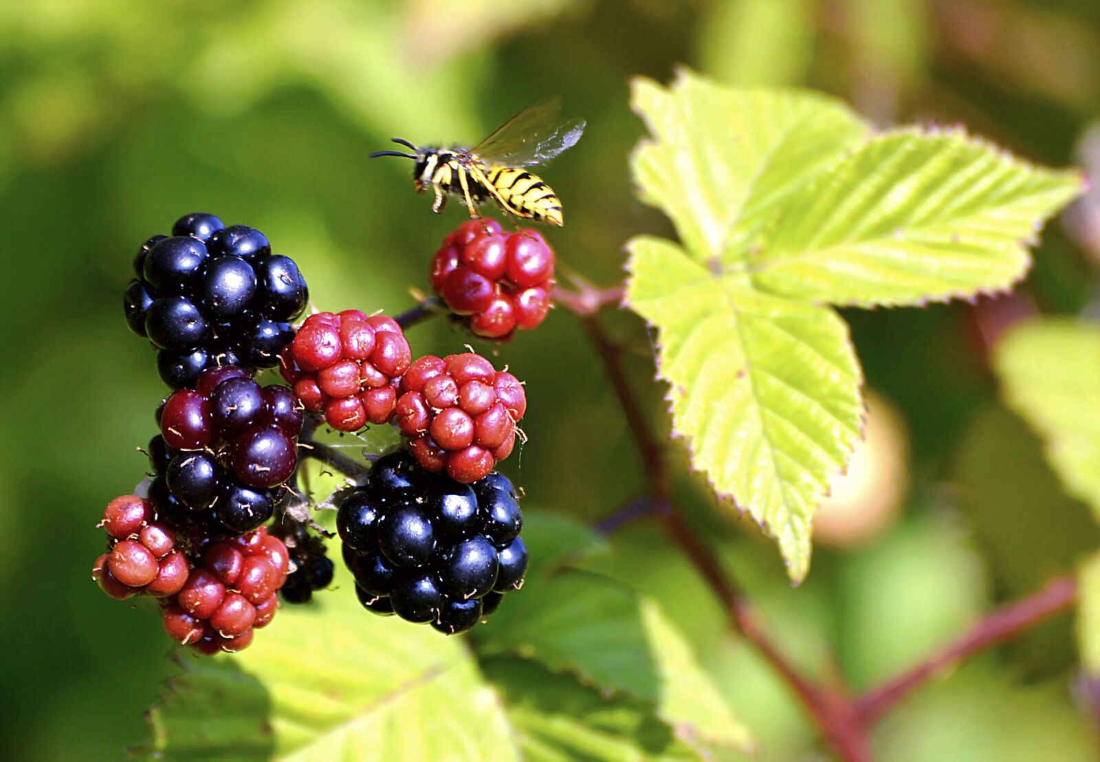Nikon D3200 sample photo. Blackberries, bee, plant photography