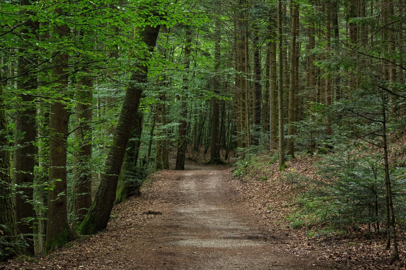 Nikon D7100 sample photo. Forest path, away, forest photography