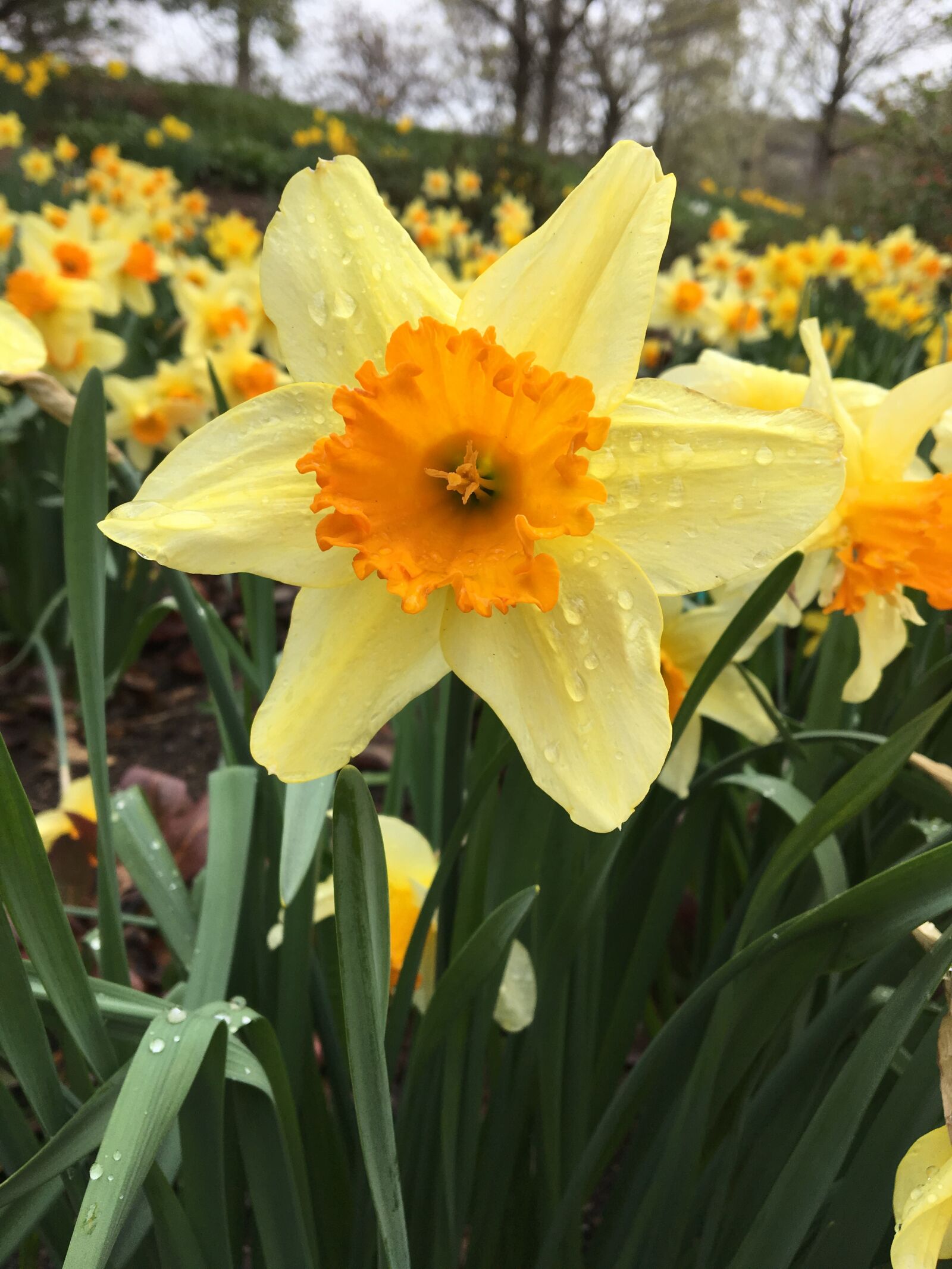 Apple iPhone 6s sample photo. Flowers, floral, bloom photography