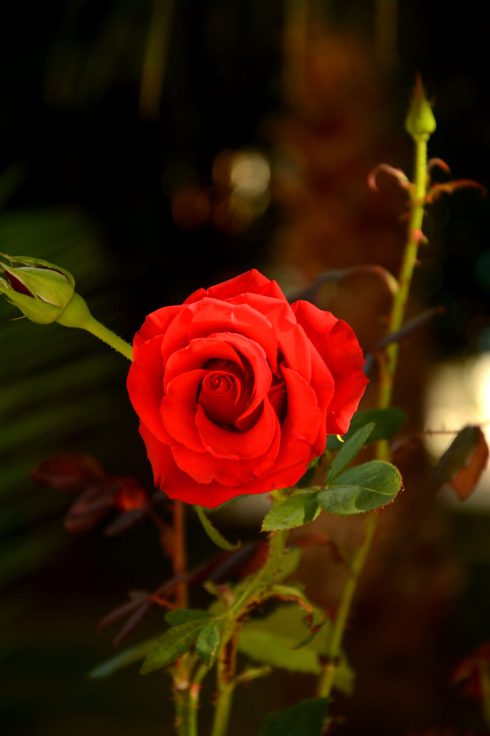 Nikon D5200 sample photo. Flower, rose, nature photography