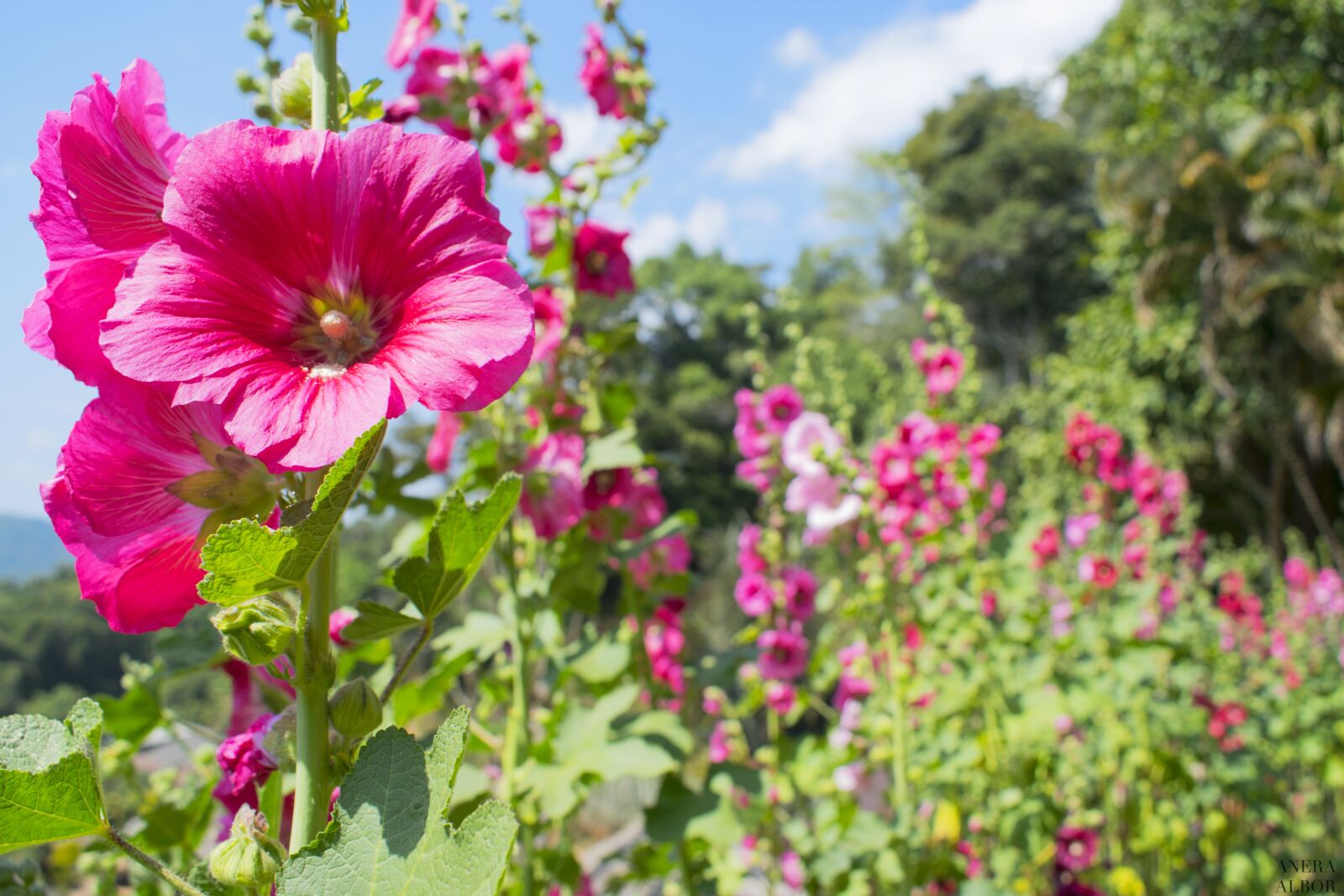 Nikon D5300 sample photo. Flower, plant, flowering photography