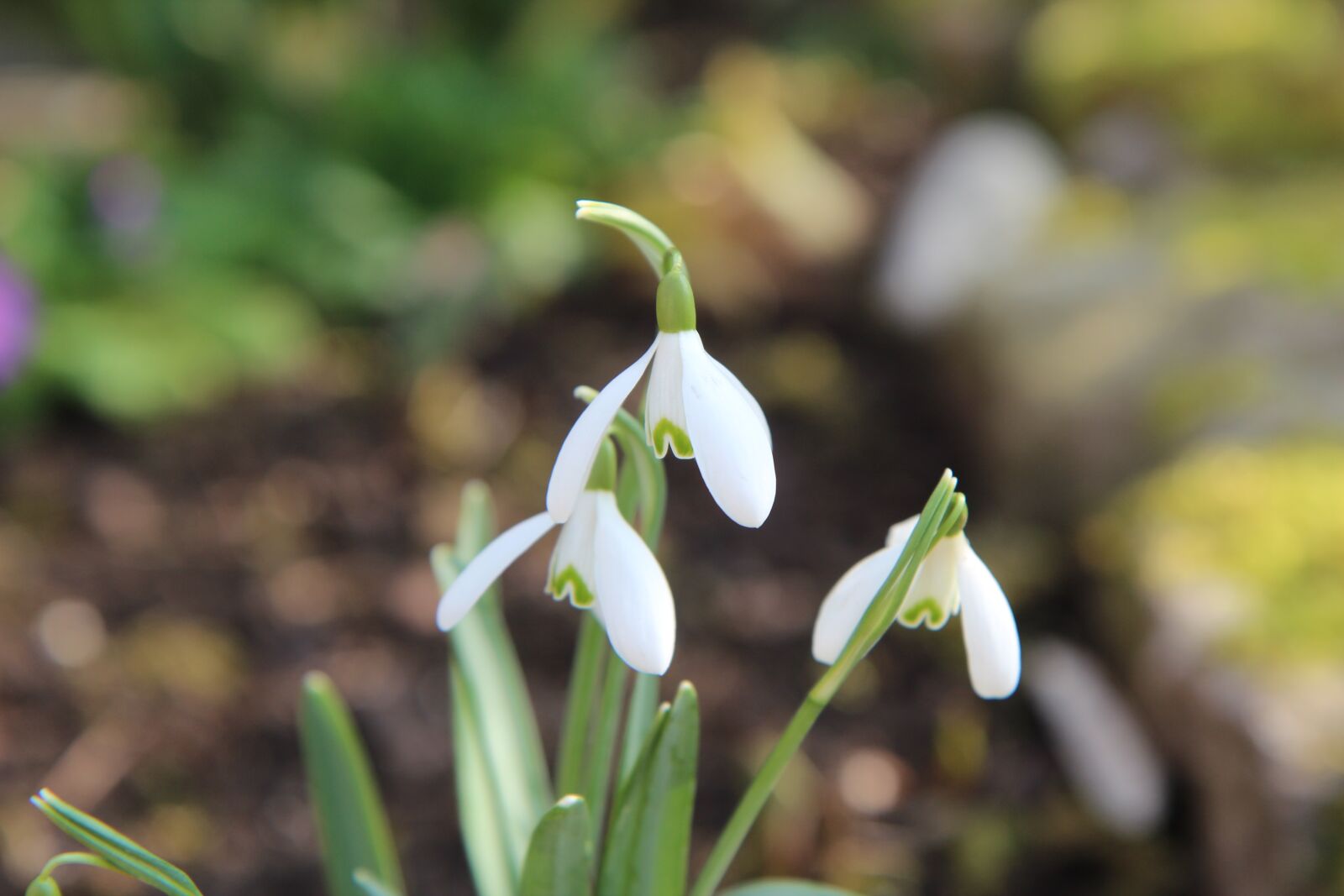 Canon EOS 600D (Rebel EOS T3i / EOS Kiss X5) sample photo. Perce-neige, flowers, flowering photography