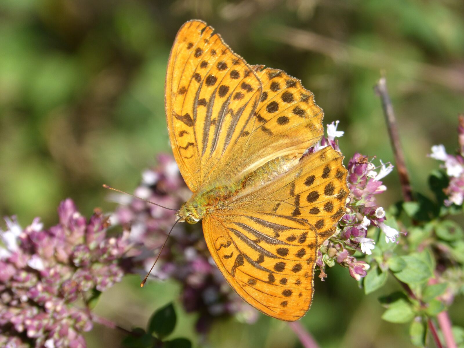 Panasonic DMC-FZ62 sample photo. Butterfly, melitaea deione, damer photography