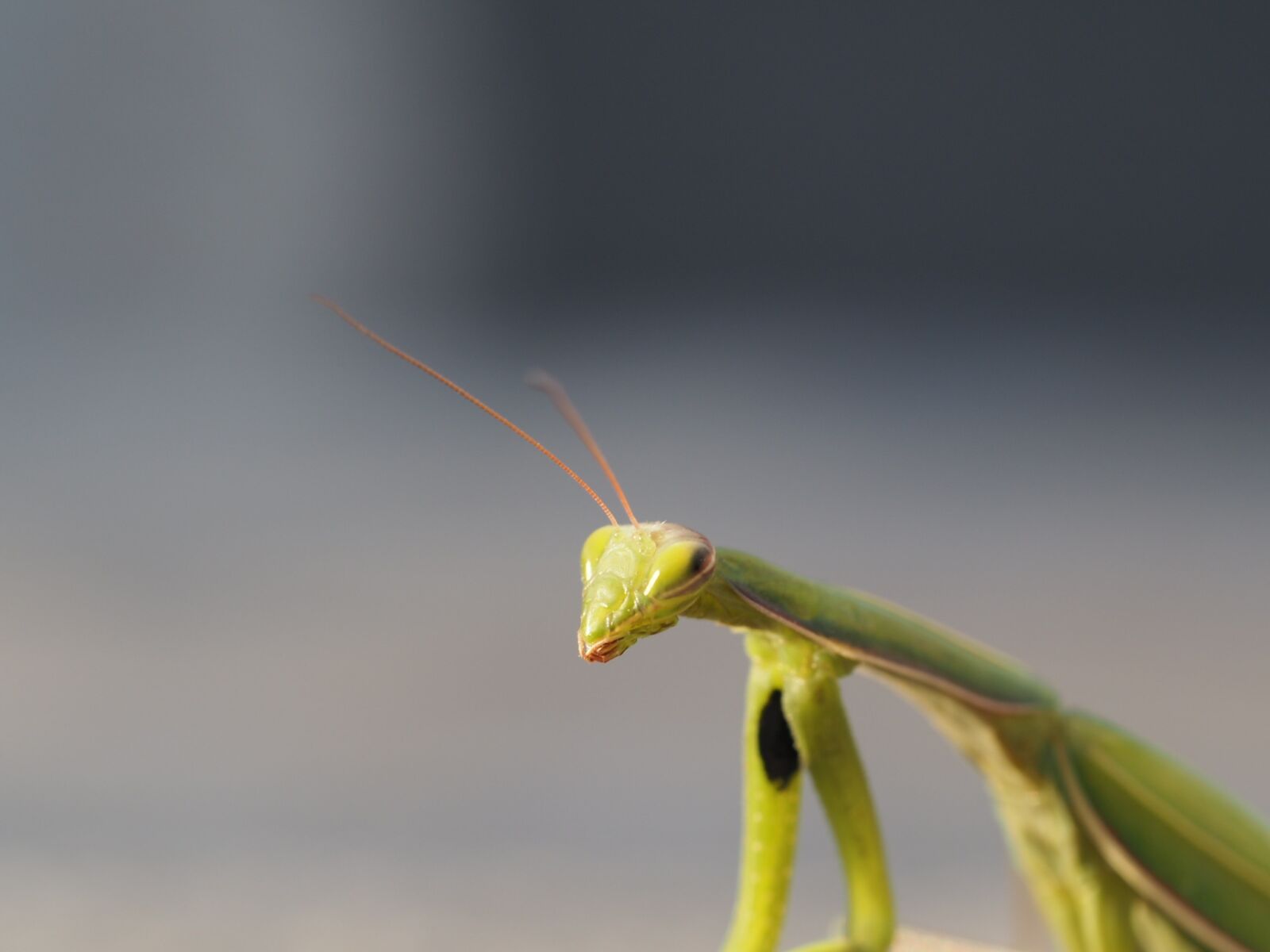 Olympus M.Zuiko Digital ED 60mm F2.8 Macro sample photo. Praying mantis, insect, green photography