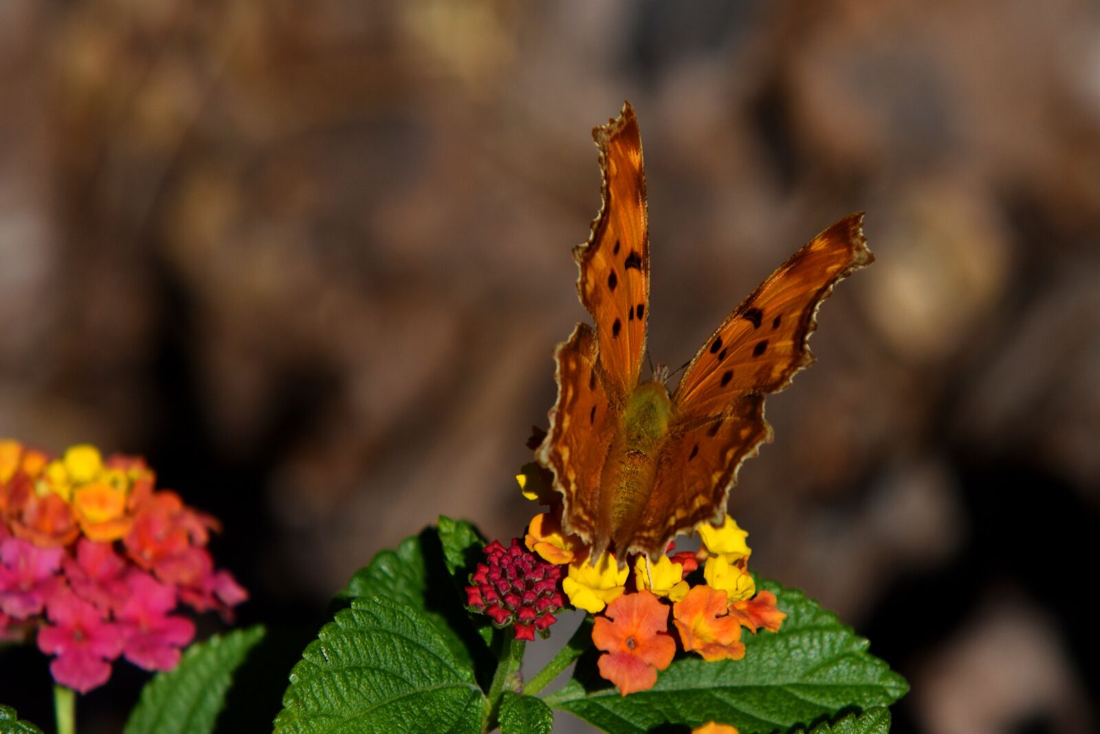 Nikon D3500 sample photo. Butterfly, flower, nature photography