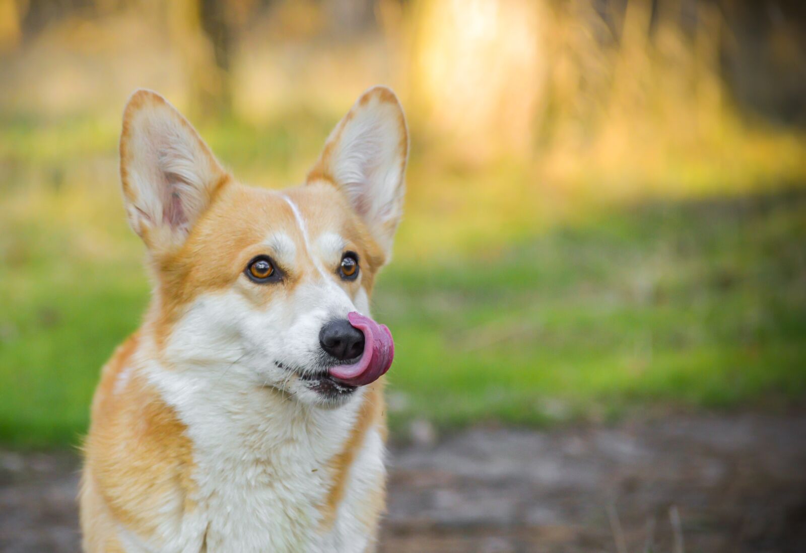 Nikon D3200 sample photo. Welsh corgi pembroke, sight photography