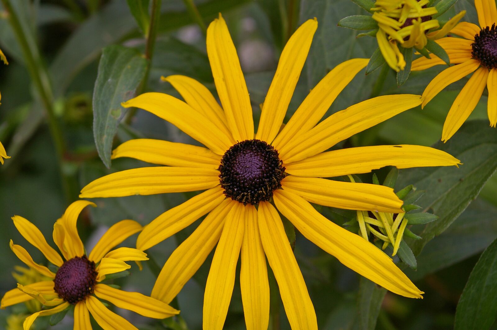Pentax *ist DL2 sample photo. Coneflower, shrub, yellow coneflower photography