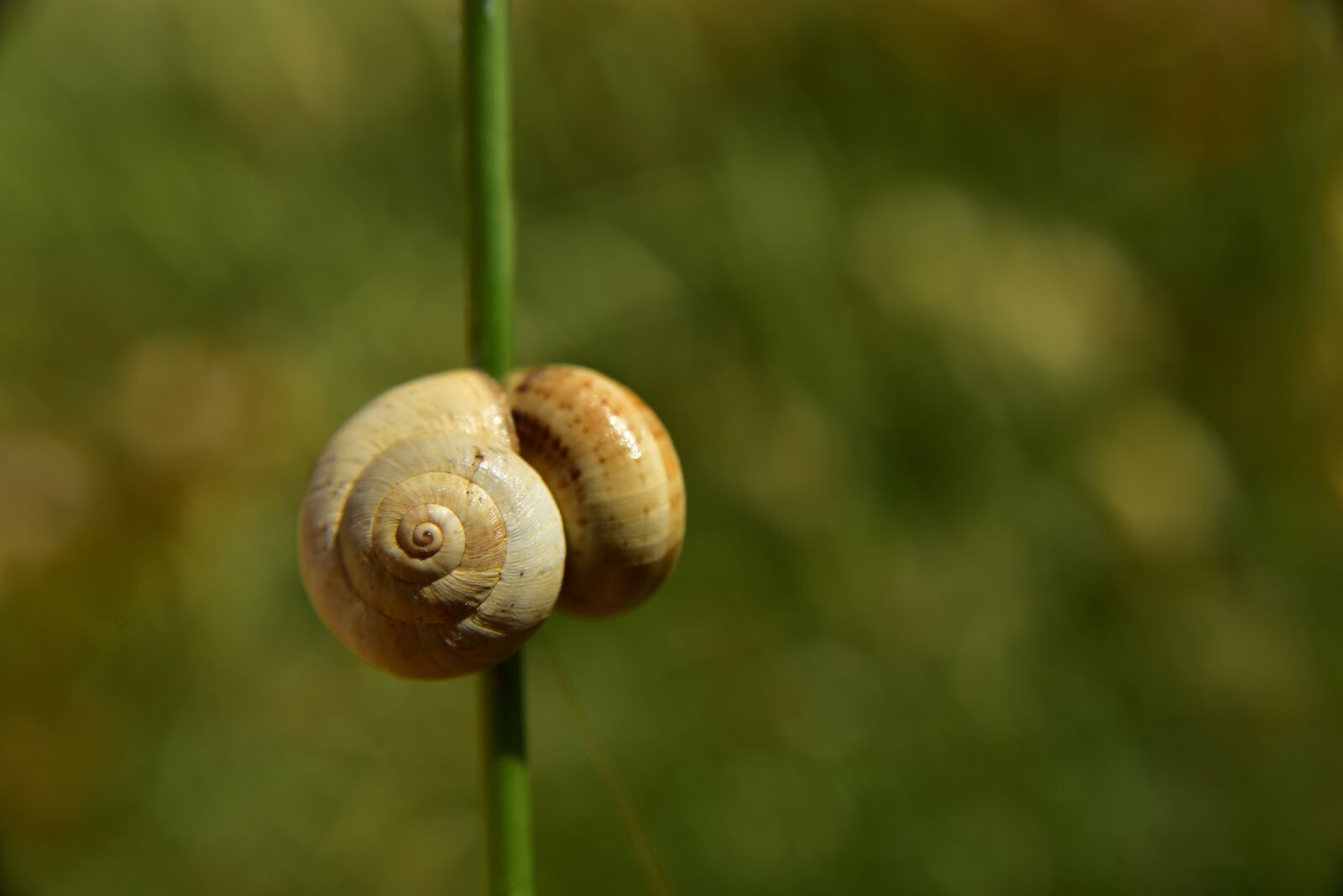 Nikon D750 sample photo. Shell, snail, wait photography