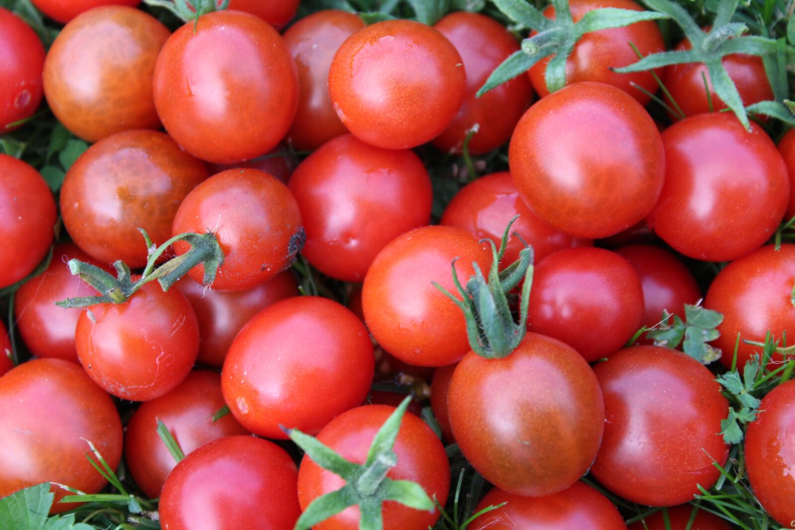 Canon EOS 1200D (EOS Rebel T5 / EOS Kiss X70 / EOS Hi) sample photo. Tomatoes, vegetables, eating photography