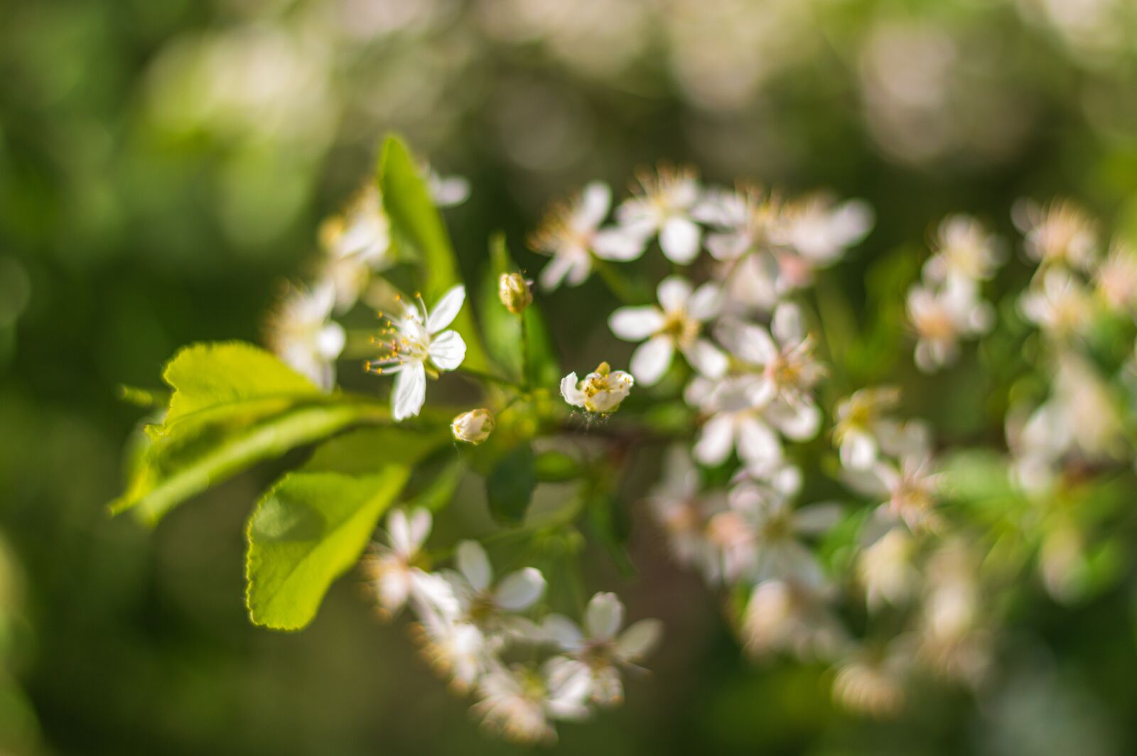 Nikon D3200 sample photo. Spring, bloom, nature photography