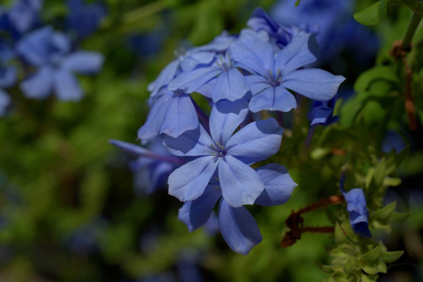 Sony a7 II + Sony FE 50mm F2.8 Macro sample photo. Flower, blossom, bloom photography