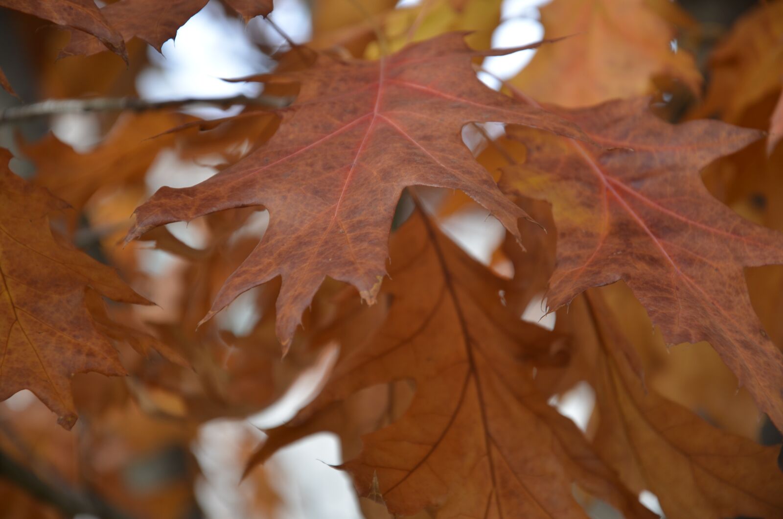 Nikon D7000 sample photo. Nature, dried leaves, autumn photography