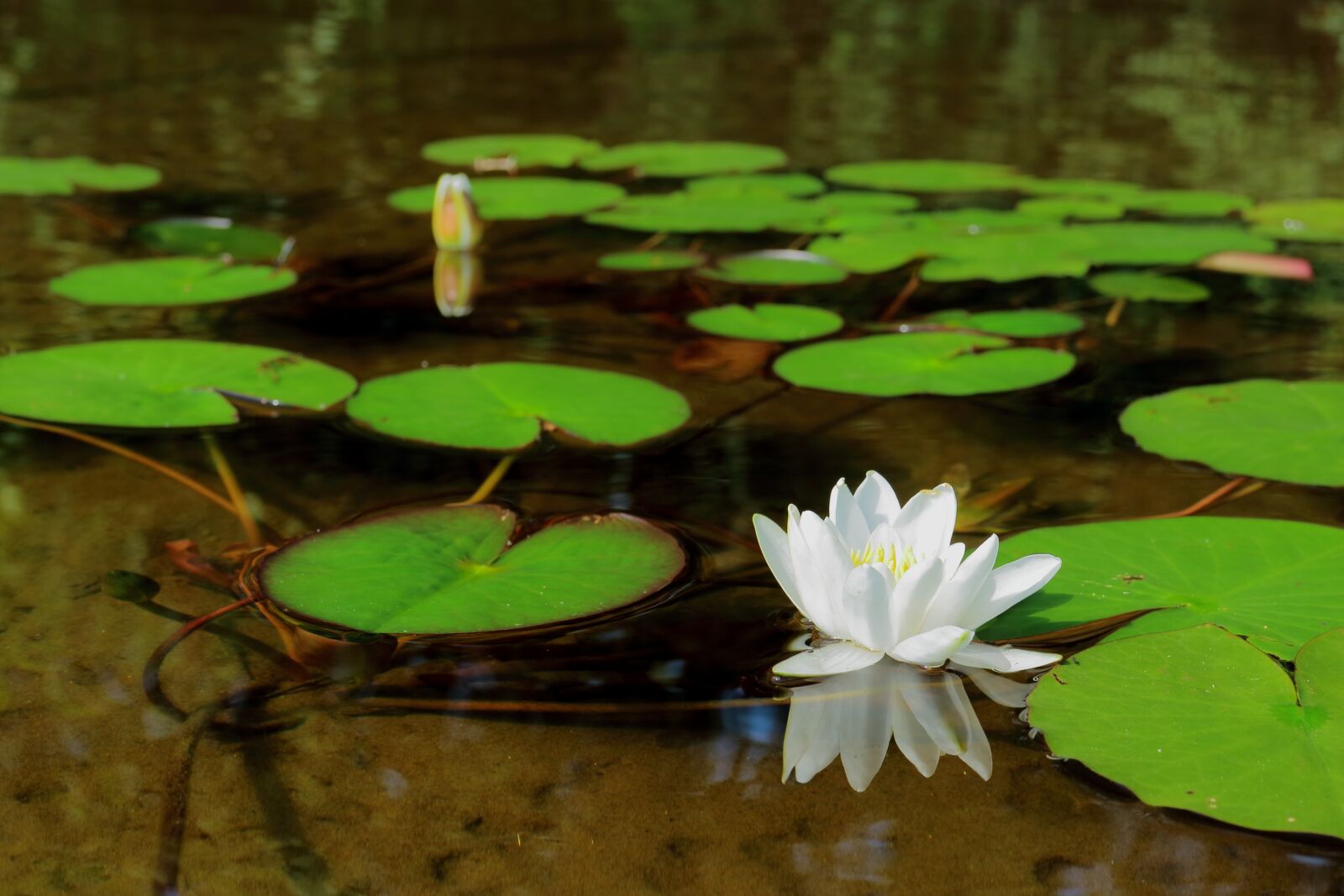 Canon EOS M sample photo. Water lily flower, water photography