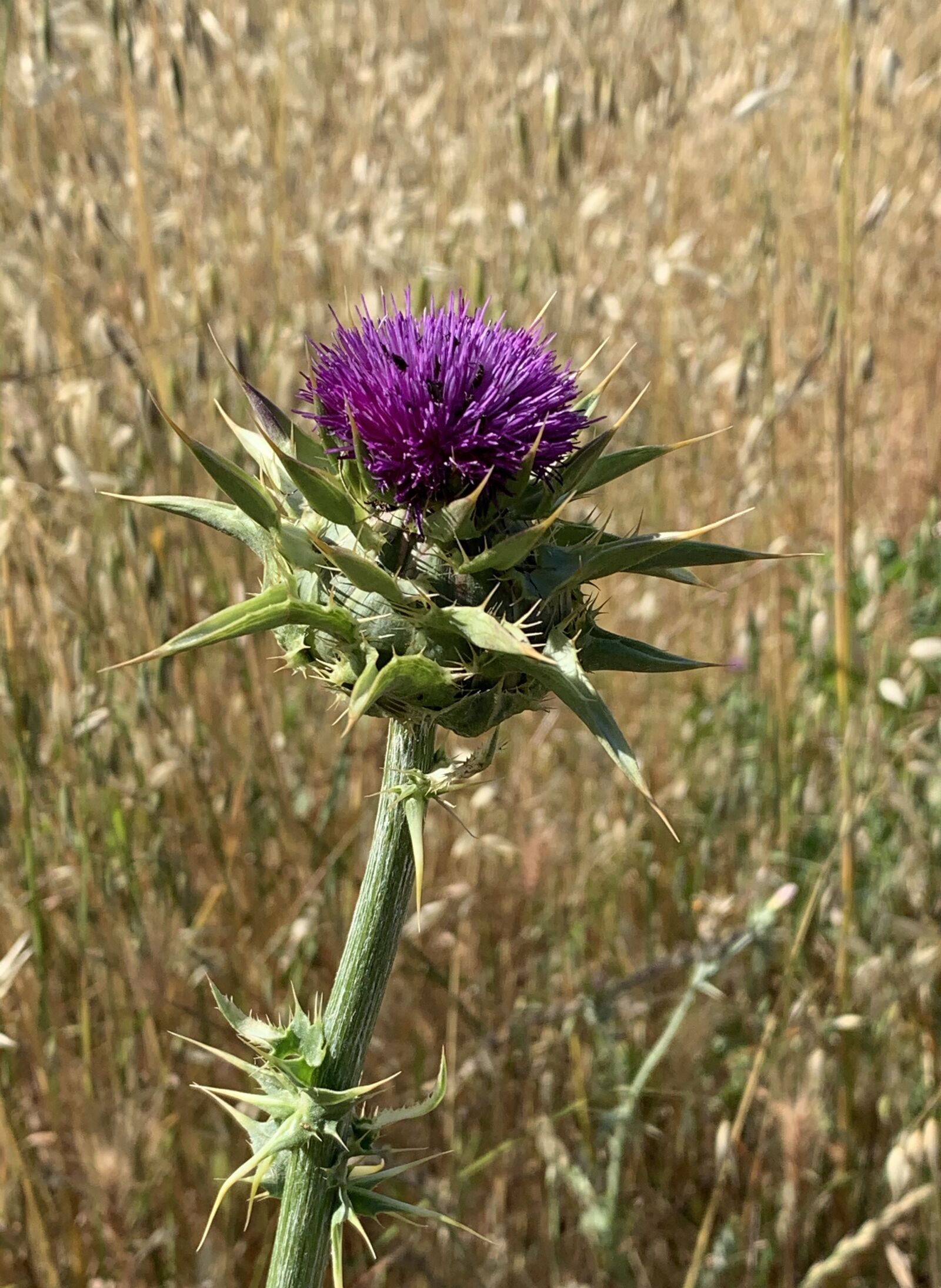 Apple iPhone XS sample photo. Blessed milkthistle, thistle, wildflower photography