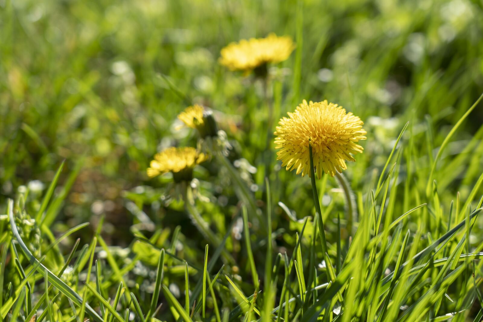 Sony a7 III sample photo. Dandelion, spring, nature photography