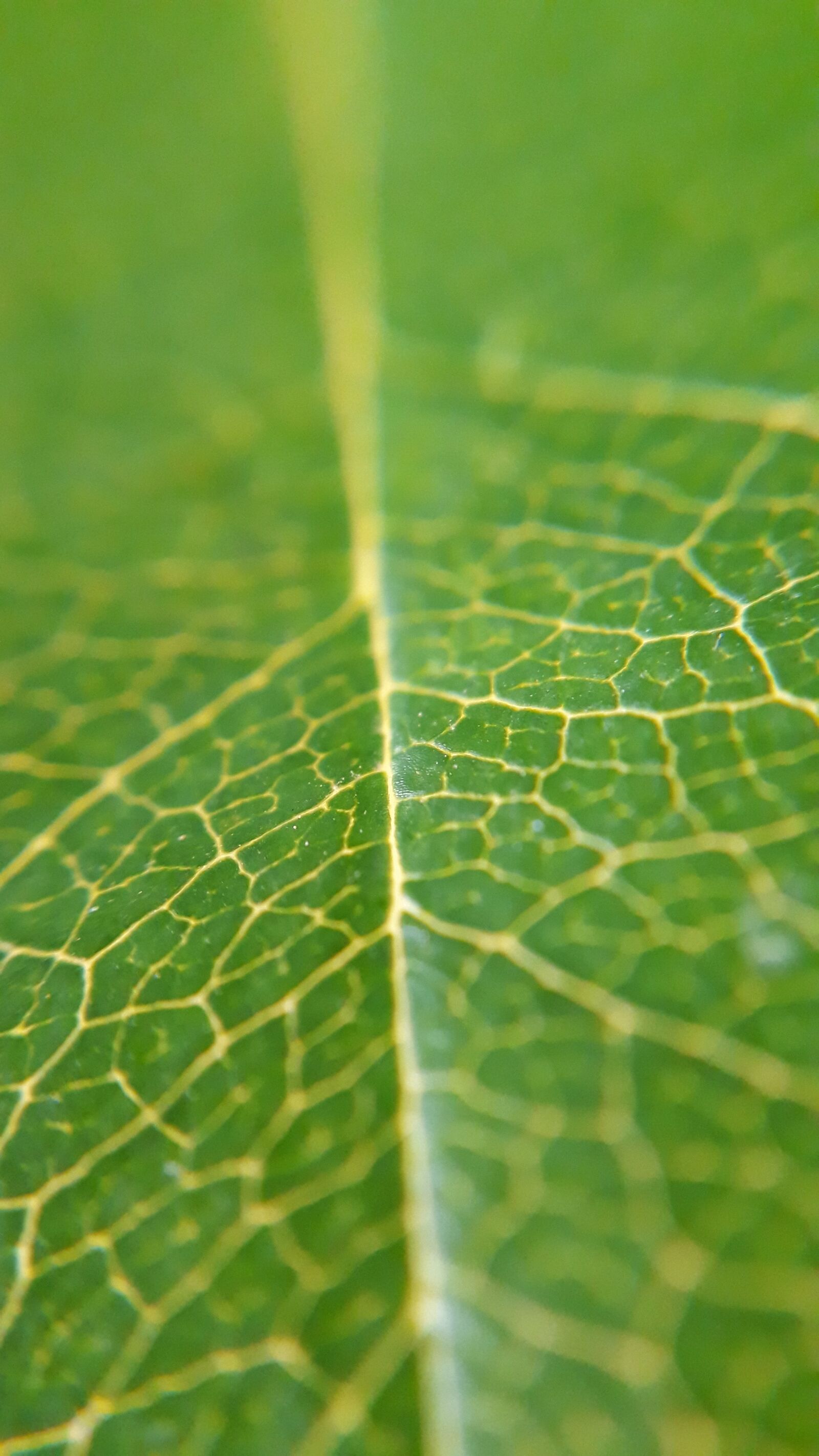 Samsung Galaxy A3(2017) sample photo. Leaf, macro, green photography