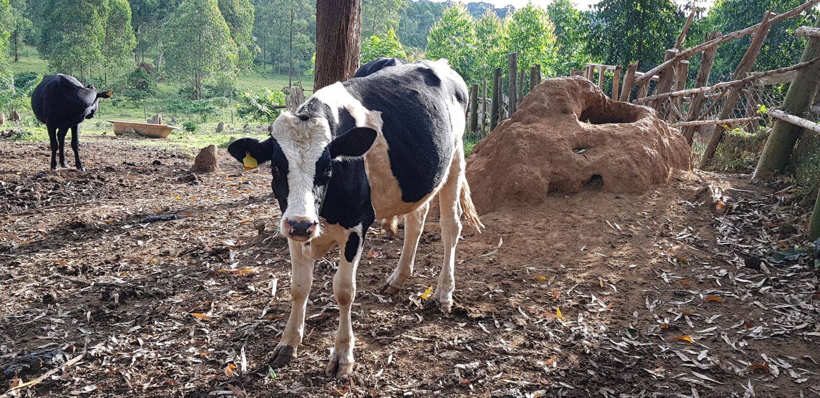 Samsung Galaxy S8+ sample photo. Animal, bull, farm photography